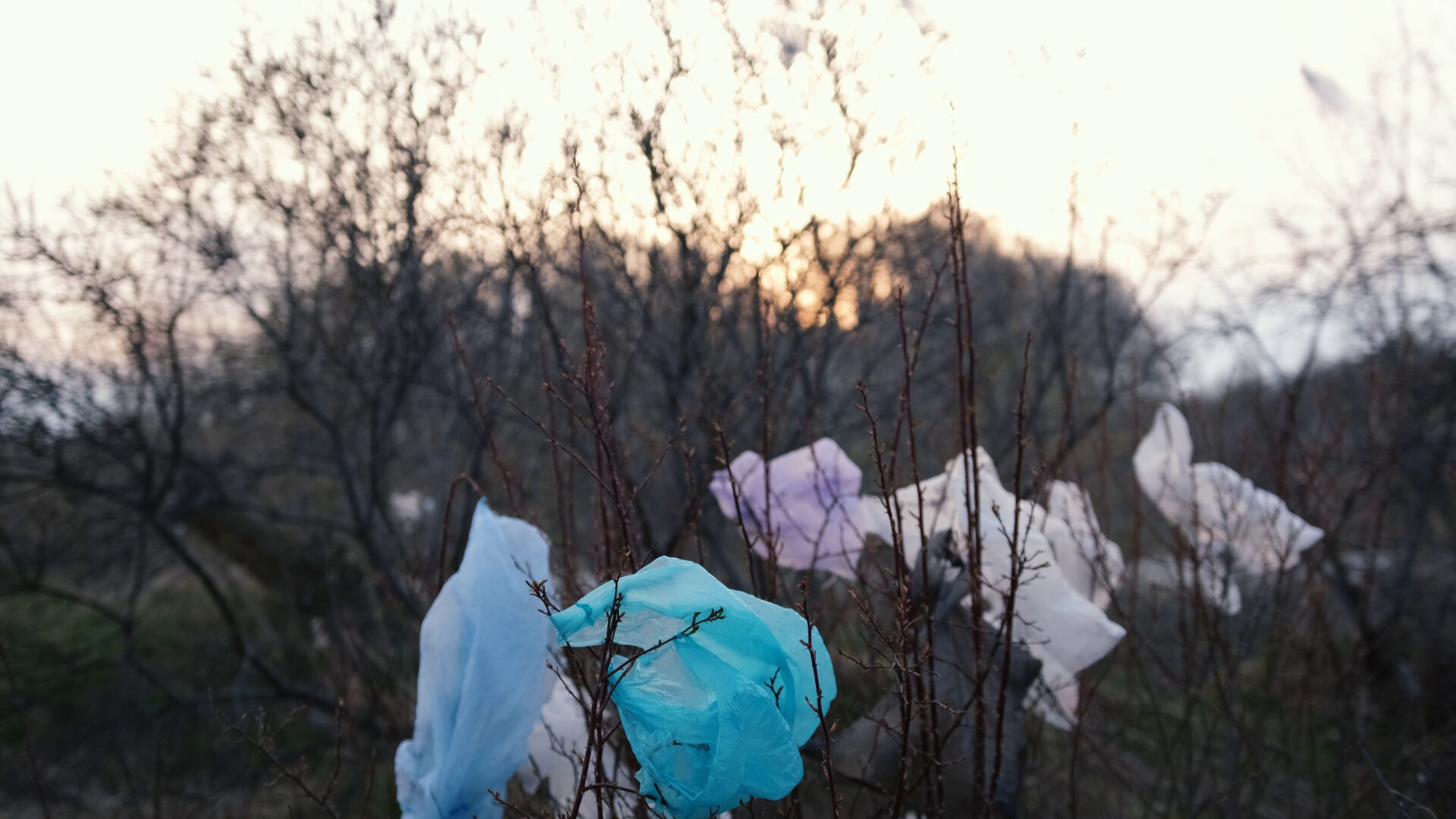 Plastic bag on trees